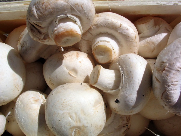 Pourquoi ne pas manger de champignon cru ?