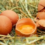 Pourquoi ne pas manger des œufs tous les jours ?