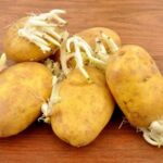 Pourquoi ne pas mettre de pomme de terre dans la soupe ?