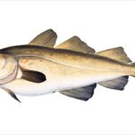 Pourquoi on appelé morue ?