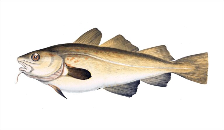 Pourquoi on appelé morue ? Pourquoi on appelé morue ?