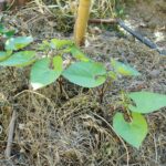 Pourquoi on appelle ça des haricots beurre ?