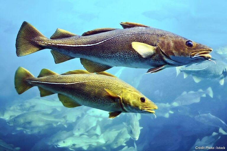 Pourquoi on appelle le cabillaud morue ?