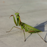 Pourquoi on appelle religieuse ?