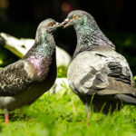 Pourquoi on ne mange pas des pigeons ?