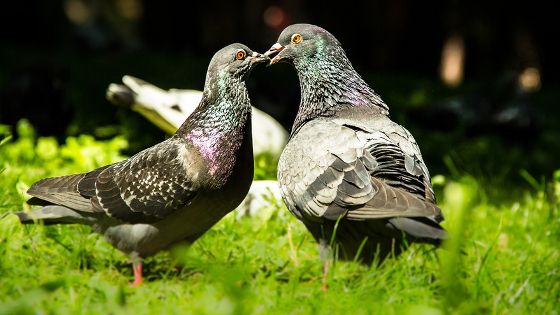 Pourquoi on ne mange pas des pigeons ? Pourquoi on ne mange pas des pigeons ?