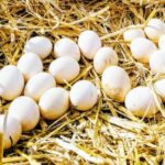 Pourquoi on ne mange pas les œufs de canard ?