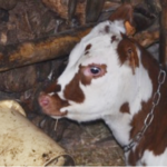 Pourquoi on tue les veaux ?