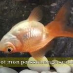 Pourquoi pocher le poisson ?