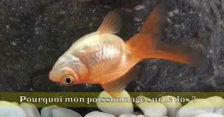 Pourquoi pocher le poisson ? Pourquoi pocher le poisson ?