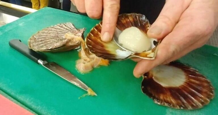 Pourquoi une coquille ?