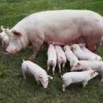 Pourquoi une truie mange ses porcelets ?