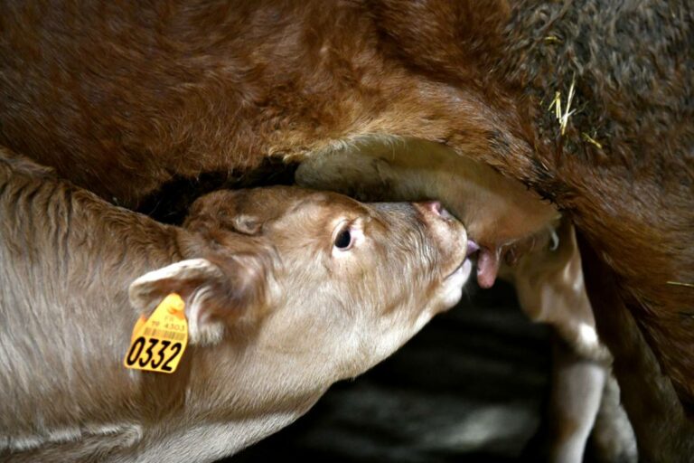 Pourquoi veau de lait ?