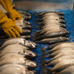 Pourquoi vider un poisson avant congélation ?