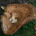 Puis-je manger les champignons de mon jardin ?