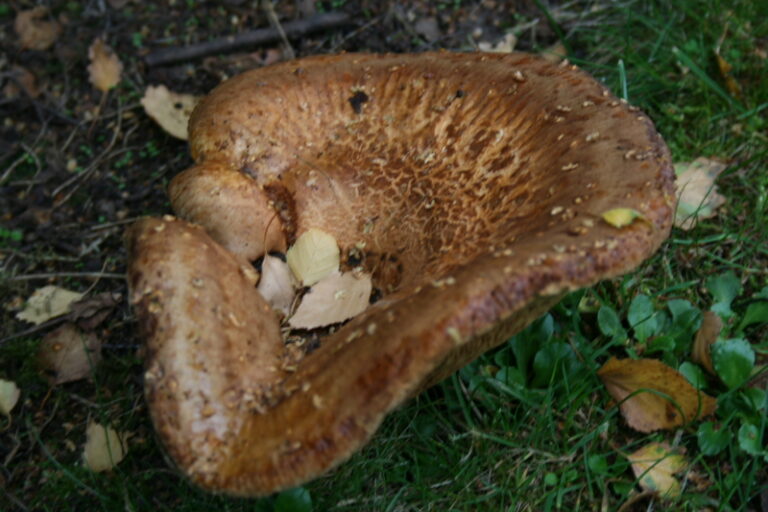 Puis-je manger les champignons de mon jardin ? Puis-je manger les champignons de mon jardin ?
