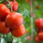 Puis-je planter des courgettes à côté des tomates ?