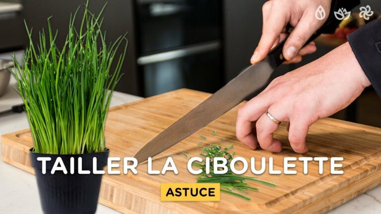 Quand Couper la ciboulette ? Quand Couper la ciboulette ?