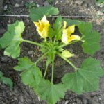 Quand Couper les feuilles de courgette ?