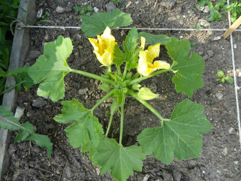 Quand Couper les feuilles de courgette ?