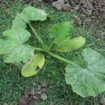 Quand Couper les feuilles de courgettes ?