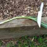 Quand Couper les feuilles de poireaux ?