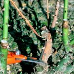 Quand Faut-il Couper l'aneth ?