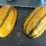 Quand Peut-on ramasser les courges spaghettis ?