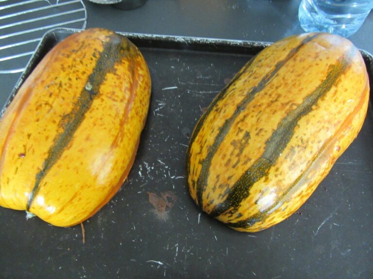 Quand Peut-on ramasser les courges spaghettis ?