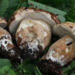 Quand aller chercher des cèpes ?