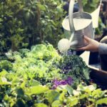 Quand arroser plante tropicale ?