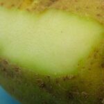 Quand bébé peut manger des pommes de terre ?