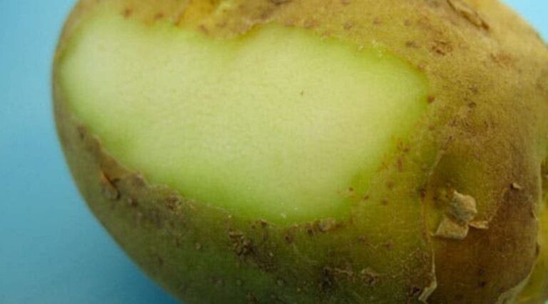 Quand bébé peut manger des pommes de terre ?