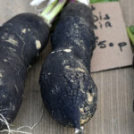 Quand boire du radis noir ?