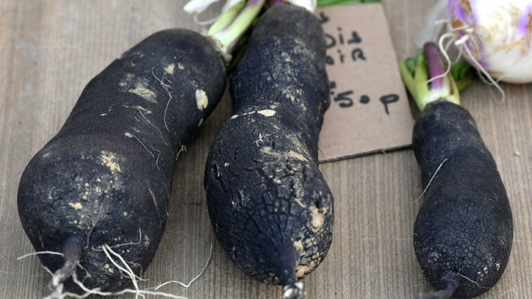 Quand boire du radis noir ?
