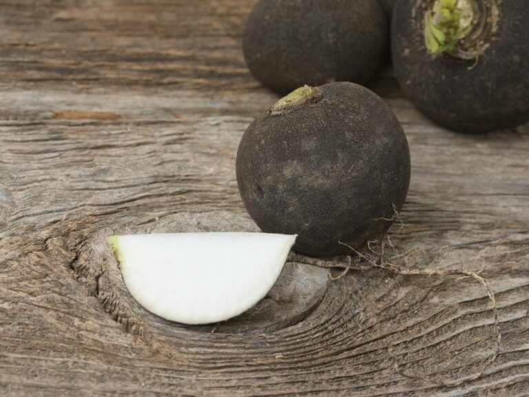 Quand boire le jus de radis noir ?