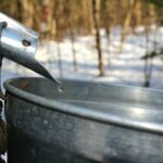 Quand commence à couler le colostrum ?