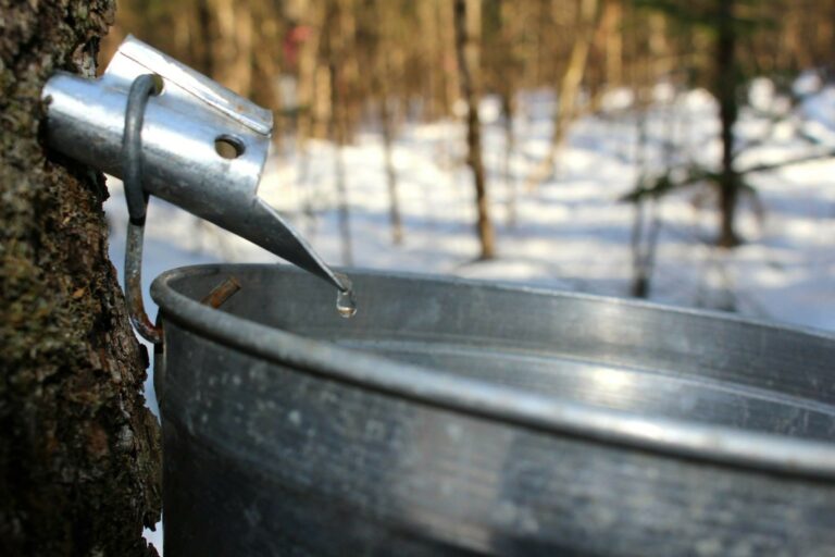 Quand commence à couler le colostrum ? Quand commence à couler le colostrum ?