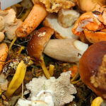 Quand commence la cueillette des champignons ?