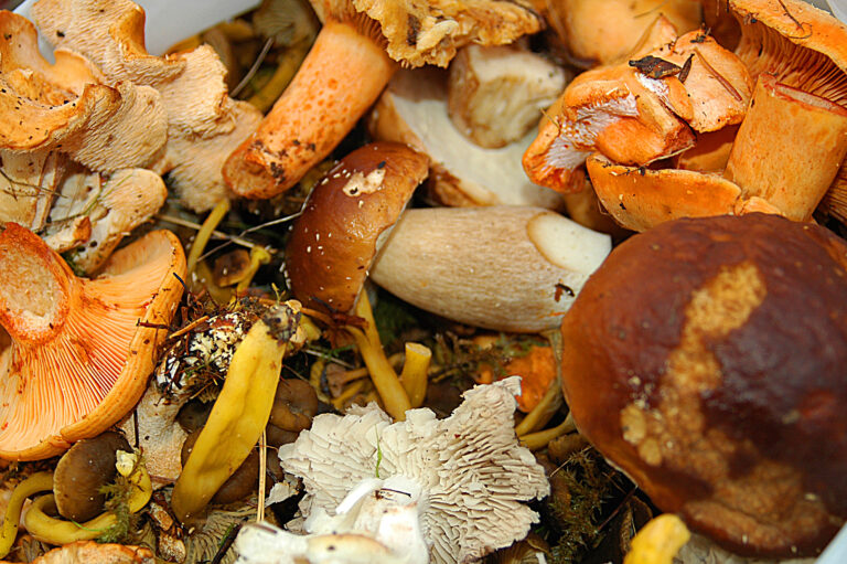 Quand commence la cueillette des champignons ?