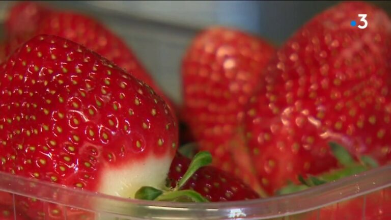 Quand commence la saison des fraises ?