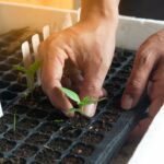 Quand commencer les semis à l'intérieur ?