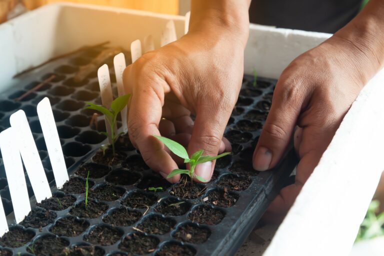 Quand commencer les semis à l'intérieur ?