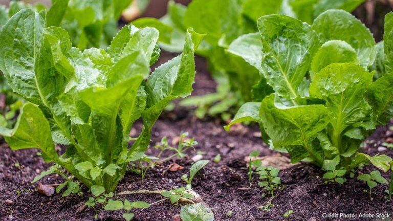 Quand couper les feuilles des endives ?