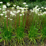 Quand couper les fleurs de la ciboulette ?