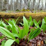 Quand cueillir les chanterelles au Québec ?