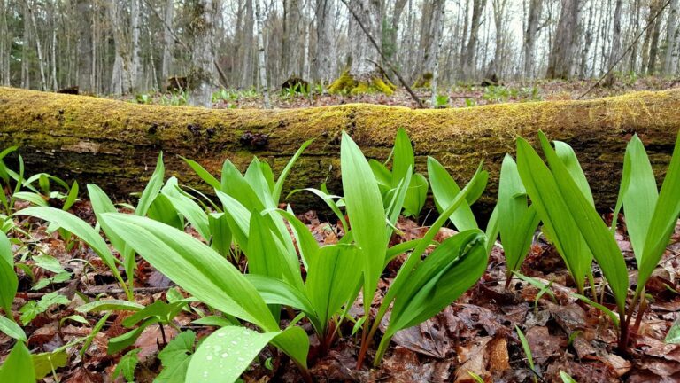 Quand cueillir les chanterelles au Québec ? Quand cueillir les chanterelles au Québec ?