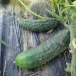 Quand cueillir les concombres libanais ?