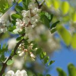 Quand cueillir les fleurs d'acacia ?