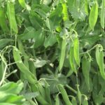 Quand cueillir les petits pois Mange-tout ?